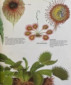 Alternative view of Indblik i naturen - dyr, planter og træer