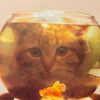 Kender du Kitten?