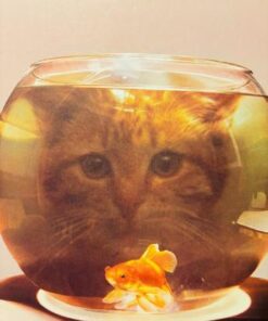 Kender du Kitten?