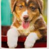 Min fotobog om hundehvalpe