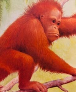 Den lille orangutang