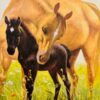 Black Beauty - Den sorte Hingst