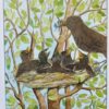 Turdus og Merula