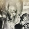 De smaa i zoo