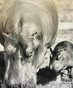 De smaa i zoo